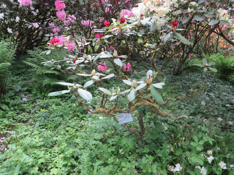 Rhododendron Hybride Mars